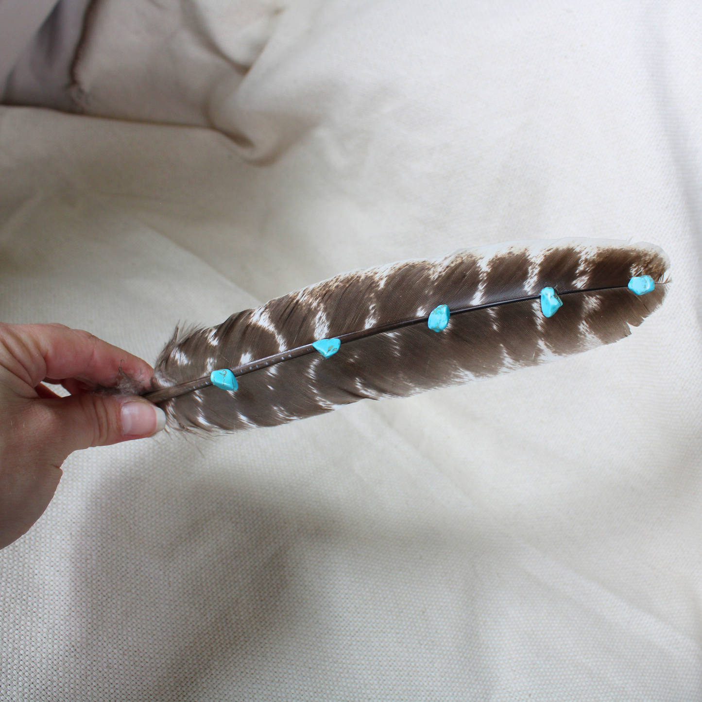 Hand-Studded Natural Barred Turkey Feather with Turquoise Howlite
